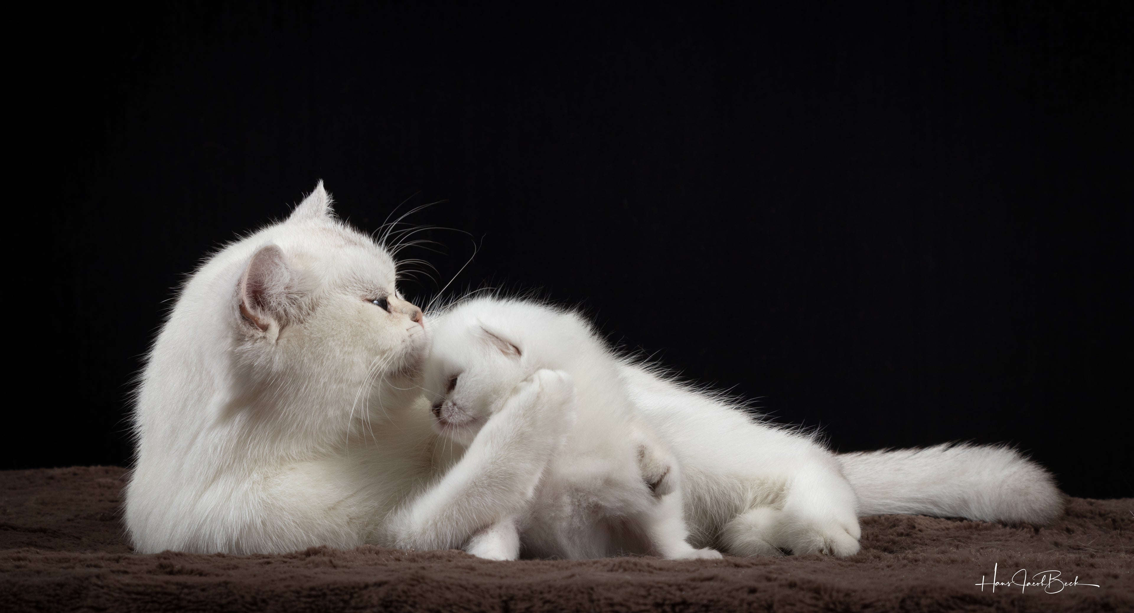 Mor og kattunge - omsorg