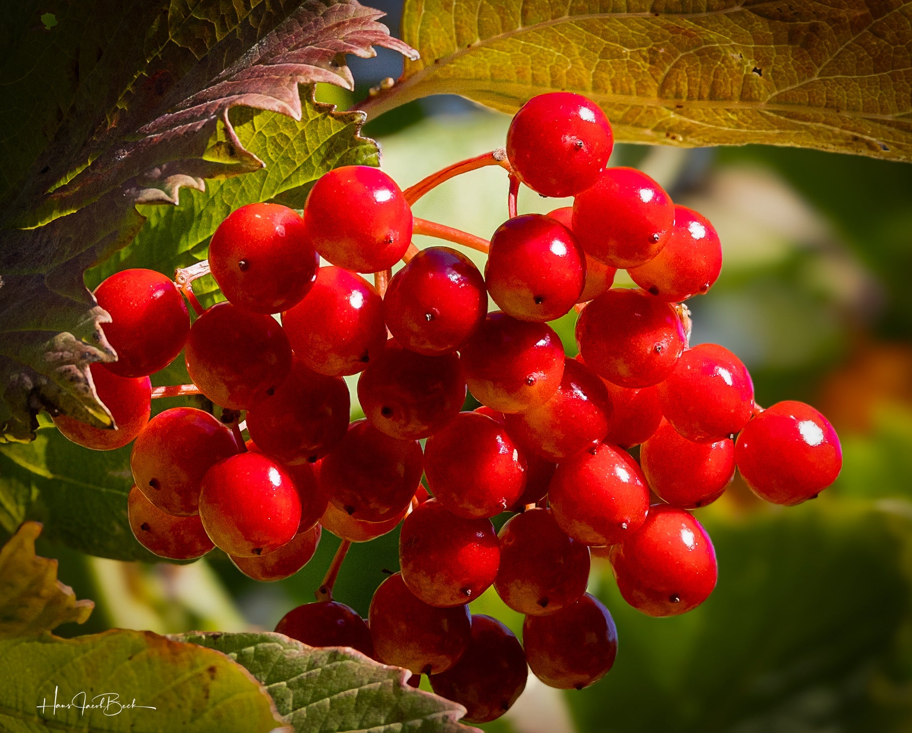 Bær i rødt om høsten