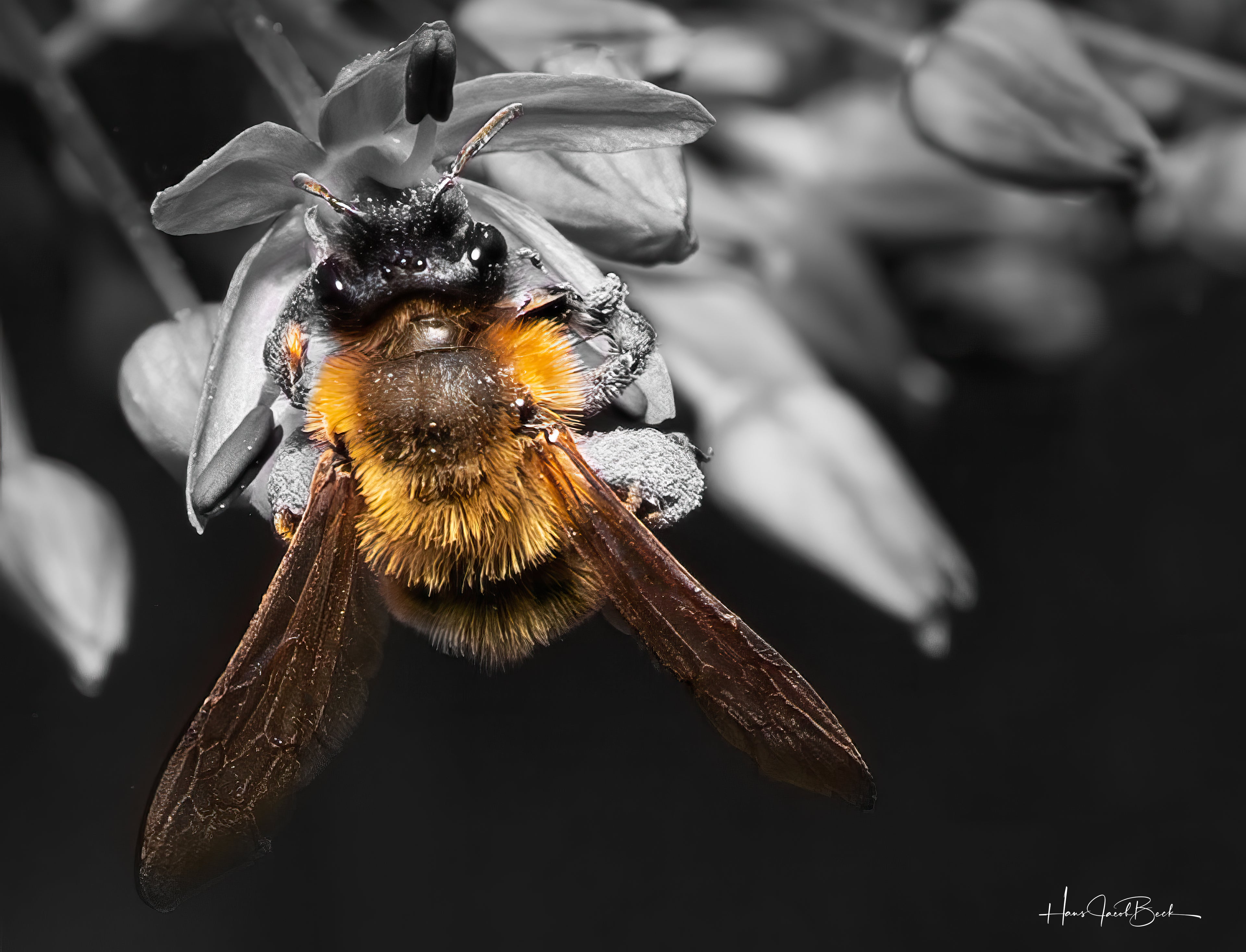 Bie på svart og hvitt