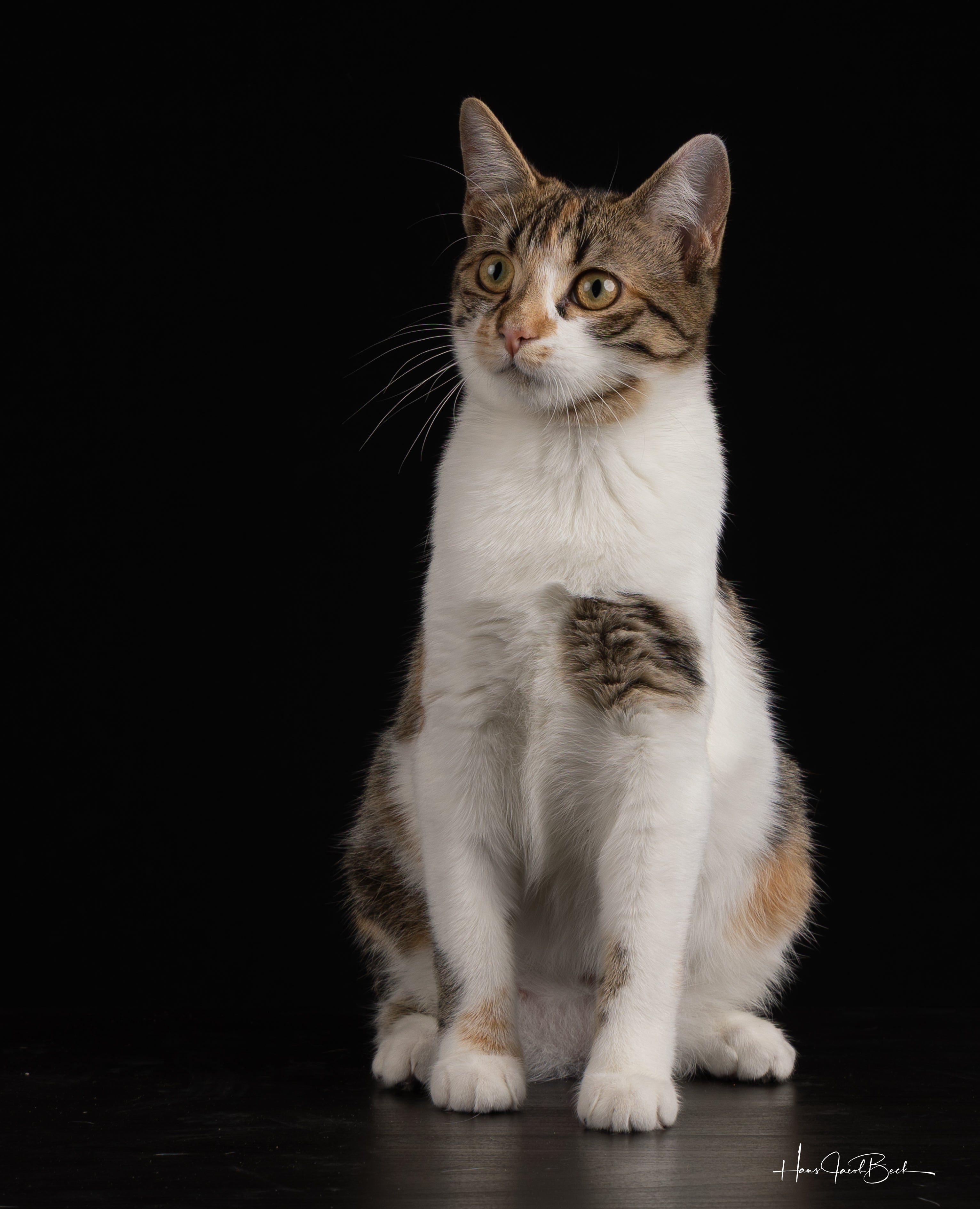 Sitting cat 2