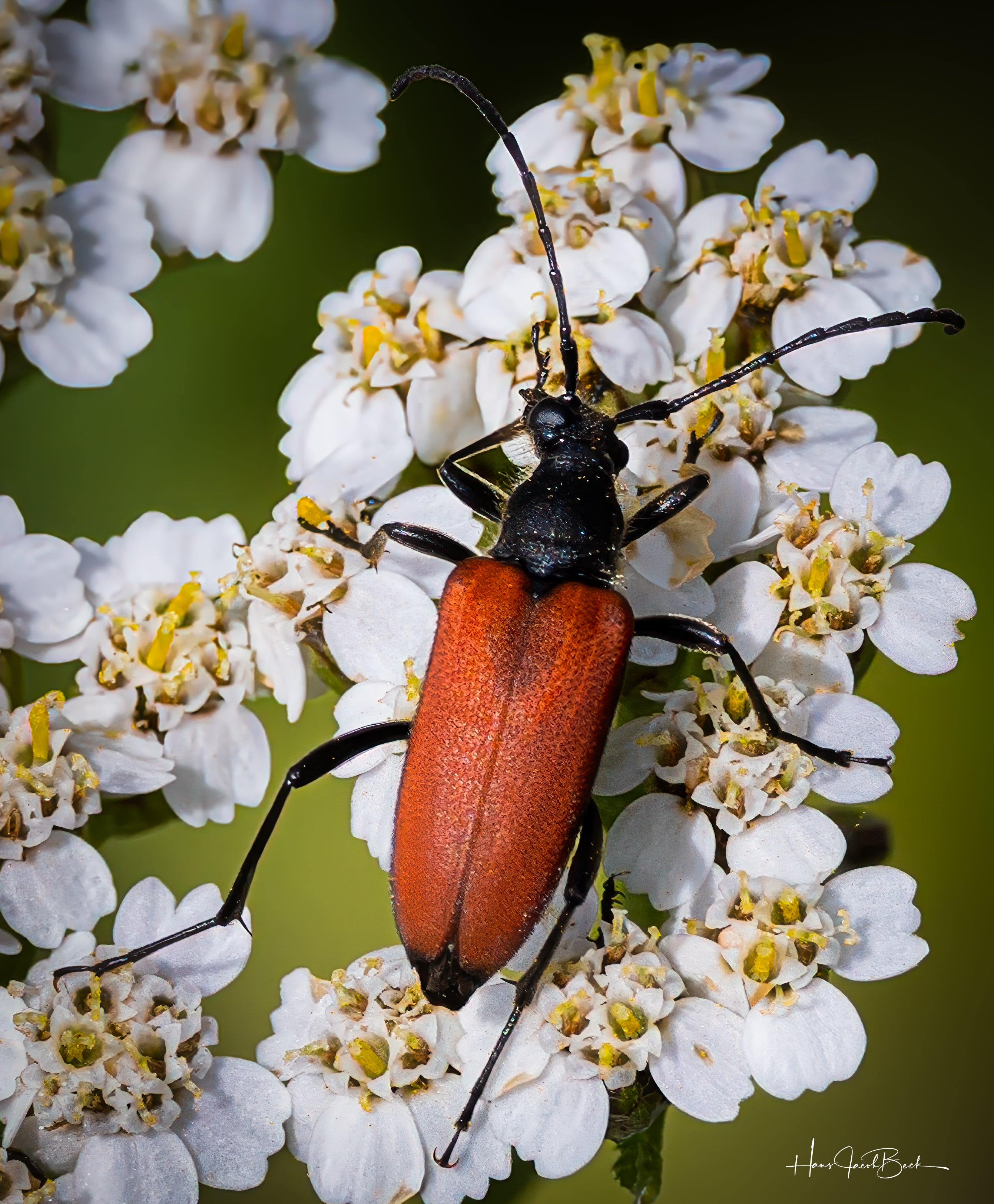Bille på hvit blomst