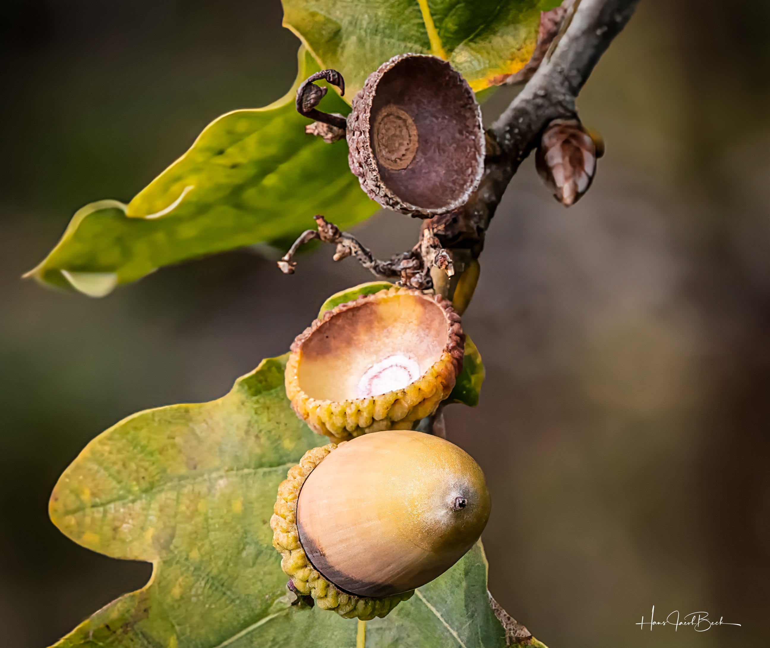 2 nøtter og en som mangler