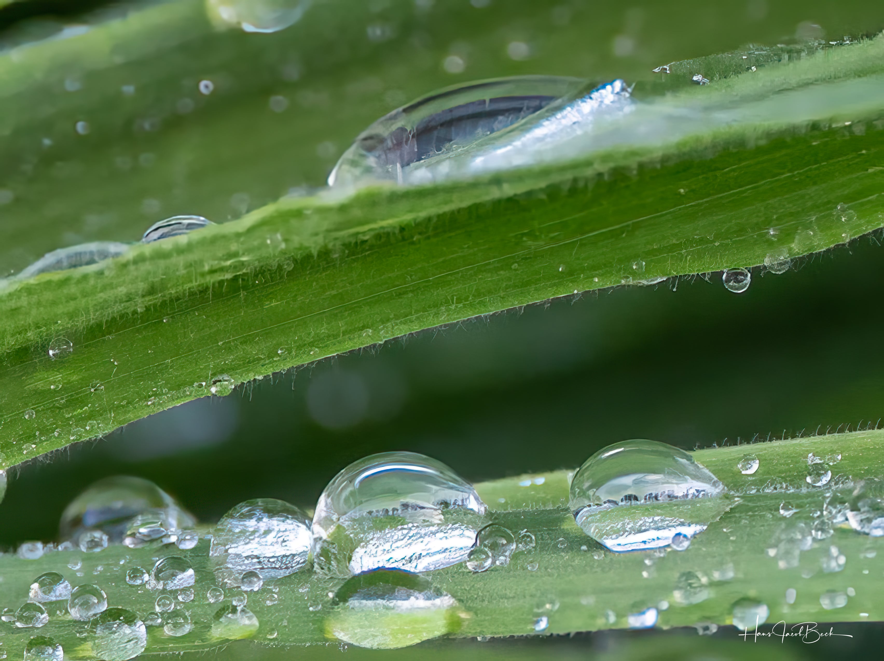 Dråper på blad