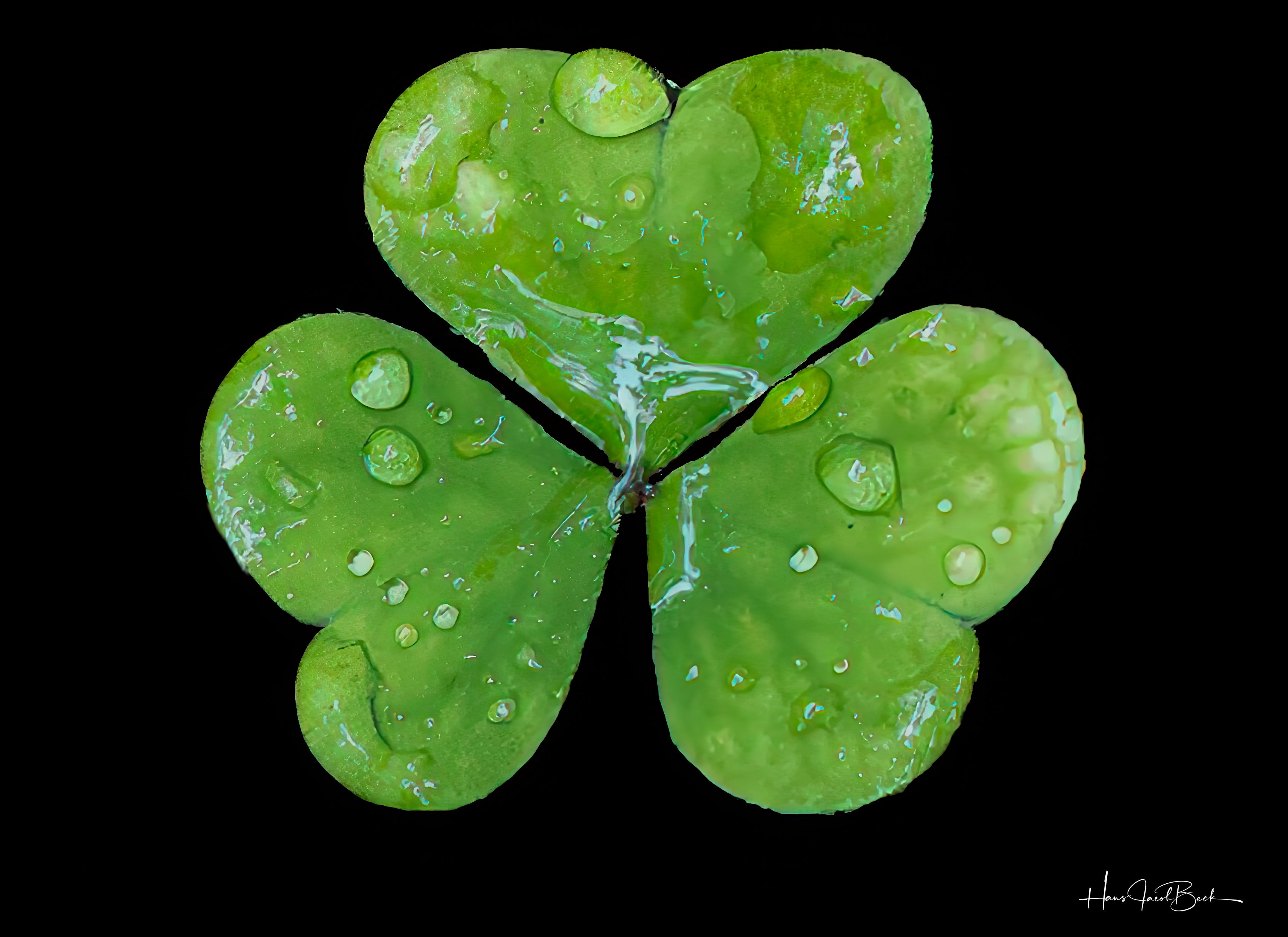 Trekløver med dråper