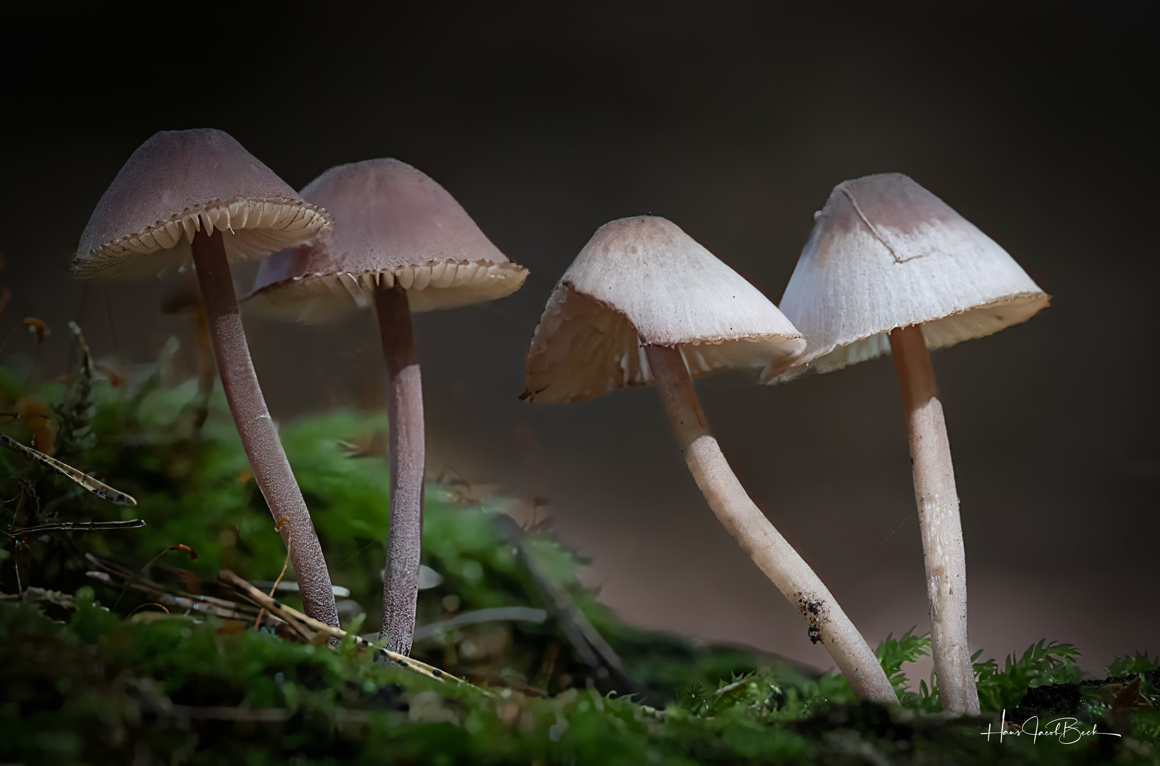 Fire sopper på skogbunn