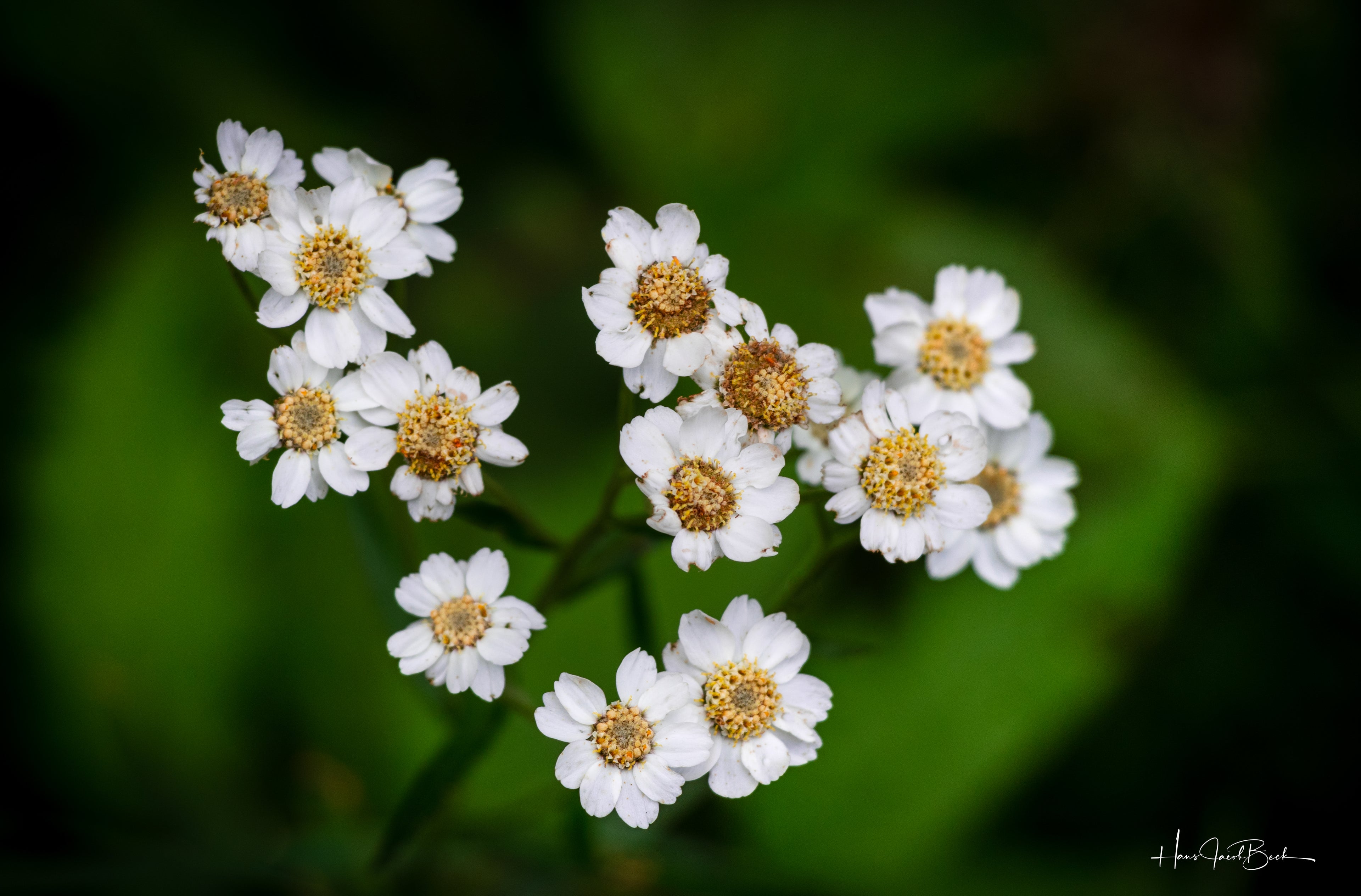 Blomster på grønt og svart