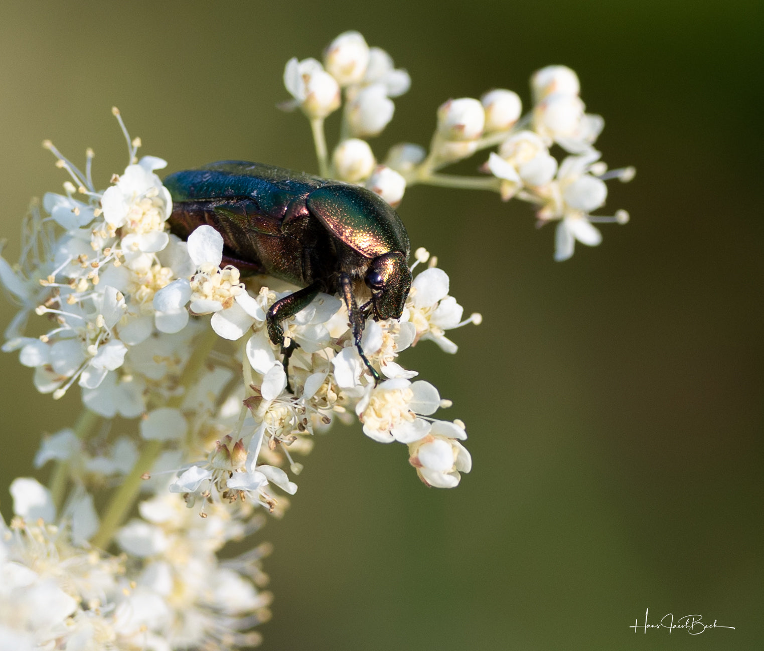 Bille på hvit blomst