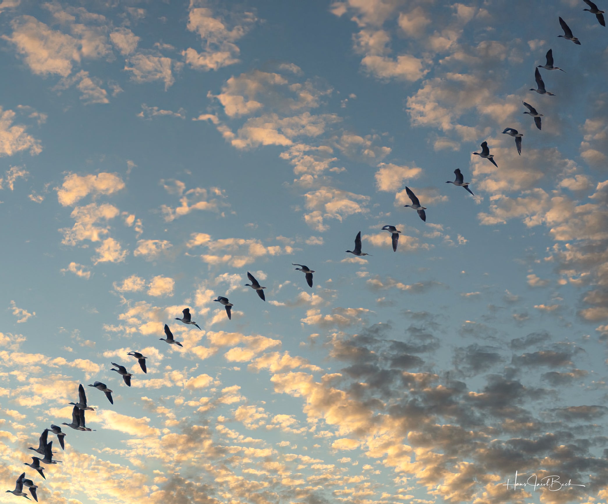 Gjess på vei sørover