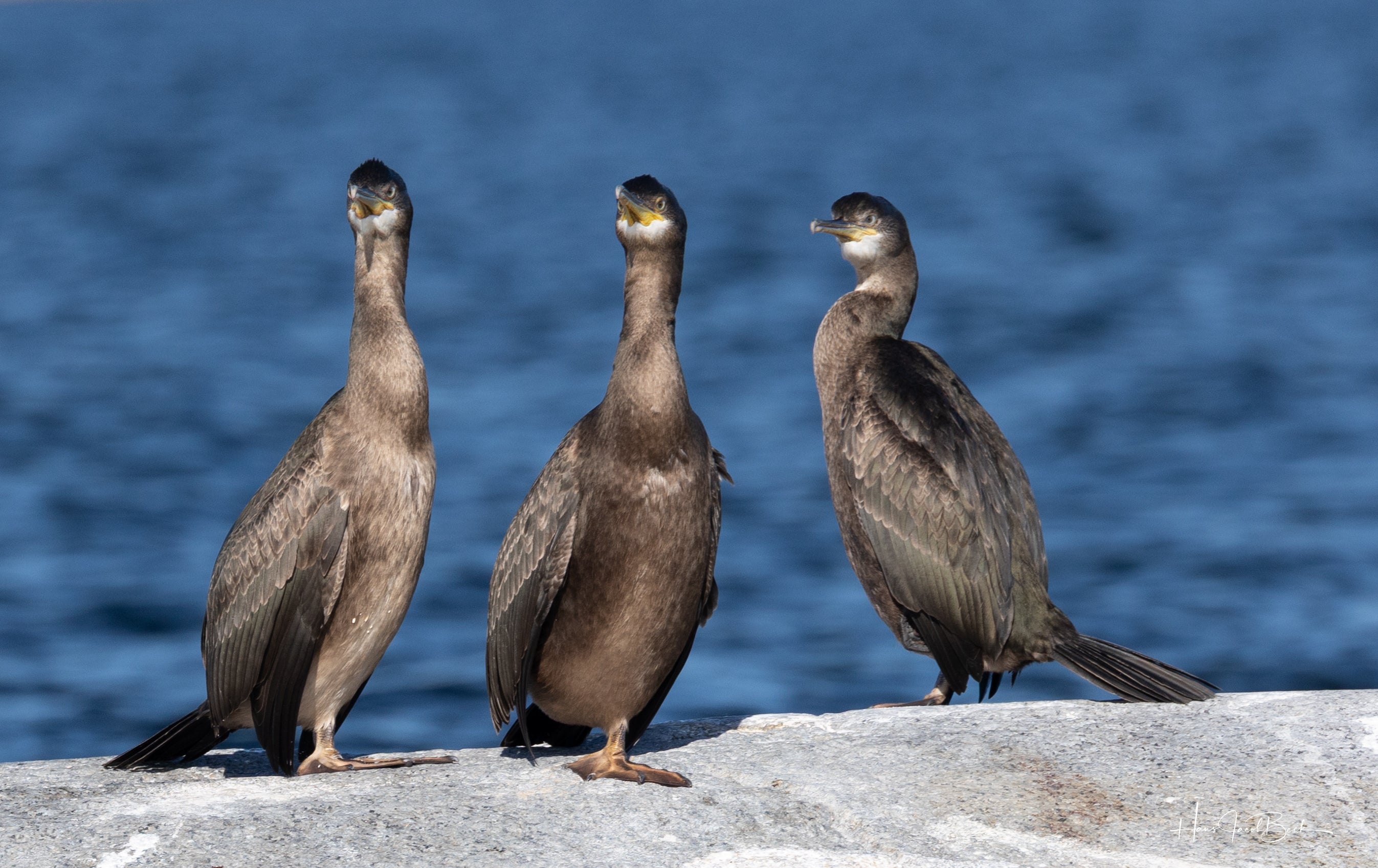 Skarv som speider II